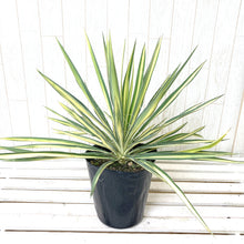 画像をギャラリービューアに読み込む, 【屋外の地植えに】ユッカ 5号 4種セット