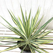 画像をギャラリービューアに読み込む, 【屋外の地植えに】ユッカ 5号 4種セット