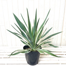 画像をギャラリービューアに読み込む, 【屋外の地植えに】ユッカ 5号 4種セット