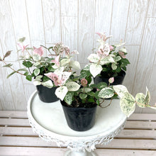 画像をギャラリービューアに読み込む, 【予約商品:10/14以降発送】ハツユキカズラ 花苗 3ポットセット