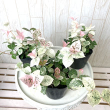 画像をギャラリービューアに読み込む, 【予約商品:10/14以降発送】ハツユキカズラ 花苗 3ポットセット