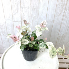 画像をギャラリービューアに読み込む, 【予約商品:10/14以降発送】ハツユキカズラ 花苗 3ポットセット