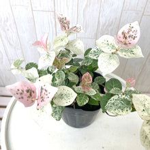 画像をギャラリービューアに読み込む, 【予約商品:10/14以降発送】ハツユキカズラ 花苗 3ポットセット