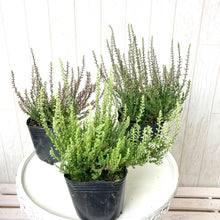 画像をギャラリービューアに読み込む, 【予約商品:10/14発送】カルーナ・ブルガリス(ガーデンガールズ) 3ポットセット