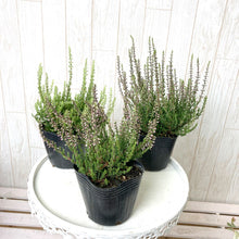 画像をギャラリービューアに読み込む, 【予約商品:10/14発送】カルーナ・ブルガリス(ガーデンガールズ) 3ポットセット