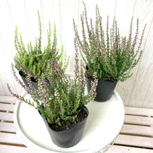 画像をギャラリービューアに読み込む, 【予約商品:10/14発送】カルーナ・ブルガリス(ガーデンガールズ) 3ポットセット