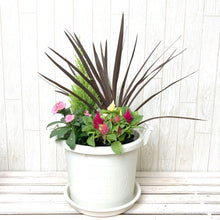 画像をギャラリービューアに読み込む, 【予約商品:10/15発送】秋の寄せ植えキット コルジリネ芯