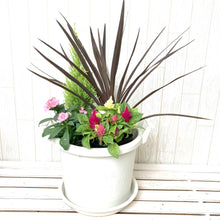 画像をギャラリービューアに読み込む, 【予約商品:10/15発送】秋の寄せ植えキット コルジリネ芯