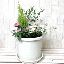 画像をギャラリービューアに読み込む, 【予約商品:10/15発送】秋の寄せ植えキット オリーブ芯