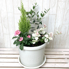 画像をギャラリービューアに読み込む, 【予約商品:10/15発送】秋の寄せ植えキット オリーブ芯