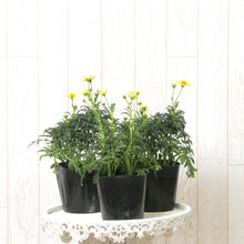 画像をギャラリービューアに読み込む, 【予約商品:10/1発送】ウィンターコスモス 3ポットセット