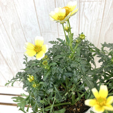 画像をギャラリービューアに読み込む, 【予約商品:10/1発送】ウィンターコスモス 3ポットセット