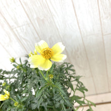 画像をギャラリービューアに読み込む, 【予約商品:10/1発送】ウィンターコスモス 3ポットセット