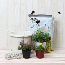 画像をギャラリービューアに読み込む, 【予約商品:10/15発送】三上真史さんセレクト!秋冬の花苗 Bセット