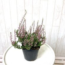 画像をギャラリービューアに読み込む, 【予約商品:10/15発送】三上真史さんセレクト!秋冬の花苗 Bセット