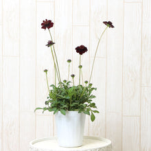 画像をギャラリービューアに読み込む, 【予約商品:10/15発送】三上真史さんセレクト!秋冬の花苗 Bセット