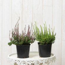 画像をギャラリービューアに読み込む, 【予約商品:10/15発送】三上真史さんセレクト!秋冬の花苗 Bセット