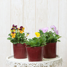画像をギャラリービューアに読み込む, 【予約商品:10/15発送】三上真史さんセレクト!秋冬の花苗 Bセット