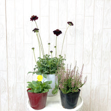 画像をギャラリービューアに読み込む, 【予約商品:10/15発送】三上真史さんセレクト!秋冬の花苗 Bセット