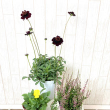 画像をギャラリービューアに読み込む, 【予約商品:10/15発送】三上真史さんセレクト!秋冬の花苗 Bセット