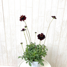 画像をギャラリービューアに読み込む, 【予約商品:10/15発送】三上真史さんセレクト!秋冬の花苗 Bセット