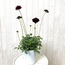 画像をギャラリービューアに読み込む, 【予約商品:10/15発送】三上真史さんセレクト!秋冬の花苗 Bセット