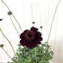 画像をギャラリービューアに読み込む, 【予約商品:10/15発送】三上真史さんセレクト!秋冬の花苗 Bセット