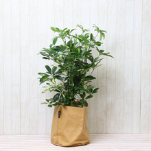 画像をギャラリービューアに読み込む, 斑入り ホンコンカポック(シェフレラ) 7号 鉢カバー「Re:af®」セット