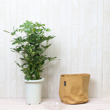 画像をギャラリービューアに読み込む, 斑入り ホンコンカポック(シェフレラ) 7号 鉢カバー「Re:af®」セット