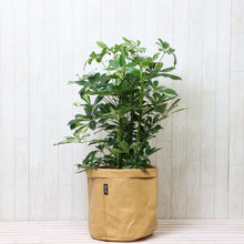 画像をギャラリービューアに読み込む, 斑入り ホンコンカポック(シェフレラ) 7号 鉢カバー「Re:af®」セット