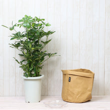 画像をギャラリービューアに読み込む, 斑入り ホンコンカポック(シェフレラ) 7号 鉢カバー「Re:af®」セット