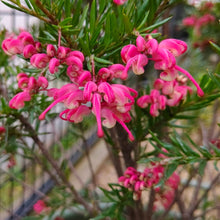 画像をギャラリービューアに読み込む, 【オージープランツ】グレビレア・ジョンエバンス 5号