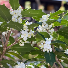 画像をギャラリービューアに読み込む, ヒメヒイラギ (姫柊) スタンド仕立て 8号