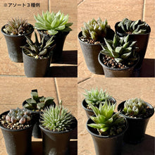 画像をギャラリービューアに読み込む, 【予約商品:1/9まで】2023年福袋 BOTANY CRAFT ハオルチア3種アソートセット 限定10セット