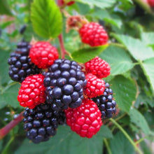 画像をギャラリービューアに読み込む, 【予約商品:2月28日まで】ブラックベリー 果樹苗 5号