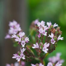 画像をギャラリービューアに読み込む, 【予約商品:1/27発送】オレガノ・ブルガレ ハーブ苗 3ポットセット