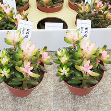 画像をギャラリービューアに読み込む, 【予約商品:5/26発送】虹の花 多肉植物  2.5号 2ポットセット