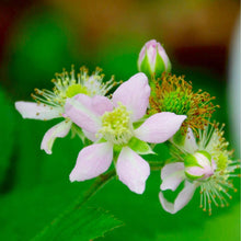 画像をギャラリービューアに読み込む, 【予約商品:2月28日まで】ブラックベリー 果樹苗 5号