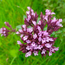 画像をギャラリービューアに読み込む, 【予約商品:1/27発送】オレガノ・ヘレンハウゼン ハーブ苗 3ポットセット