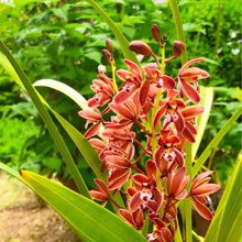 画像をギャラリービューアに読み込む, 【予約商品:2/24発送】キンリョウヘン(金稜辺) 4号