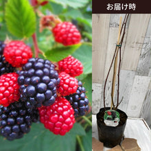 画像をギャラリービューアに読み込む, 【予約商品:2月28日まで】ブラックベリー 果樹苗 5号