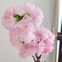 画像をギャラリービューアに読み込む, 苔玉さくら(旭山桜) ※予約商品