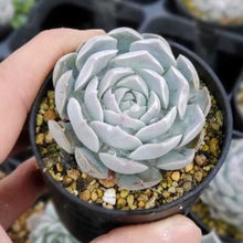 画像をギャラリービューアに読み込む, エケベリア・ヒアリナ ギロ 2.5号