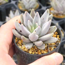 画像をギャラリービューアに読み込む, 【予約商品:3月21日まで】エケベリア・ウンギギュラータ ジャウジャル 2.5号