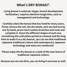 画像をギャラリービューアに読み込む, ドライ盆栽® 緑 鉢入り 枯れ盆栽