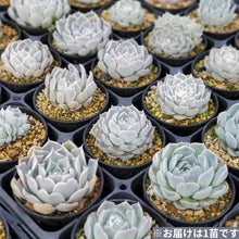 画像をギャラリービューアに読み込む, エケベリア・ヒアリナ ギロ 2.5号