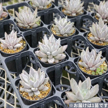 画像をギャラリービューアに読み込む, 【予約商品:3月21日まで】エケベリア・ウンギギュラータ ジャウジャル 2.5号