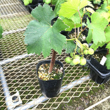 画像をギャラリービューアに読み込む, 【予約商品:6/14発送以降】ブドウ 苗 3種ポットセット (巨峰&ピオーネ&シャインマスカット)