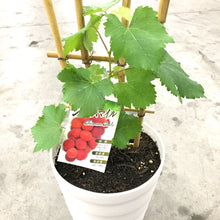 画像をギャラリービューアに読み込む, 【予約商品:6/14発送以降】ブドウ 苗 3種ポットセット (巨峰&ピオーネ&シャインマスカット)