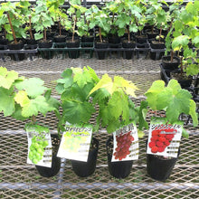 画像をギャラリービューアに読み込む, 【予約商品:6/14発送以降】ブドウ 苗 3種ポットセット (巨峰&ピオーネ&シャインマスカット)